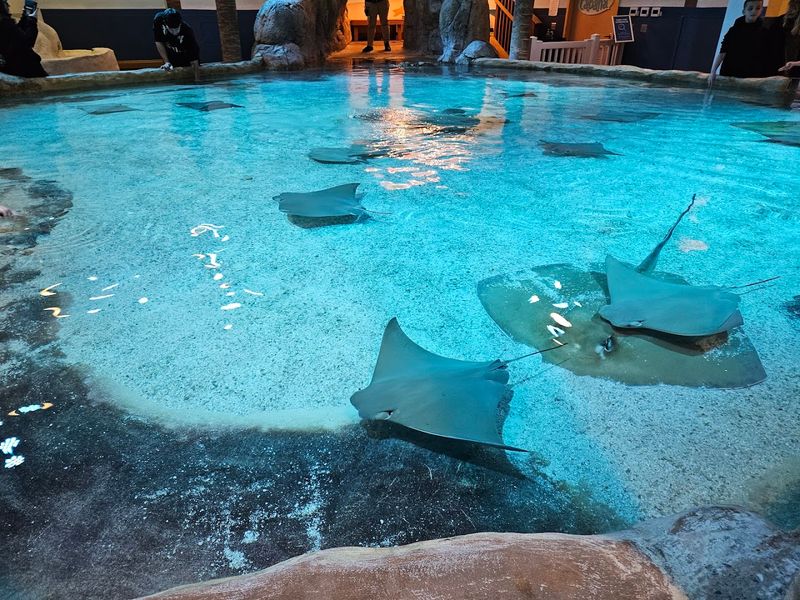 Touch Tanks: Hands-On and No Extra Charge