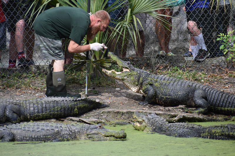 The Wildlife Show: More Than Just a Performance