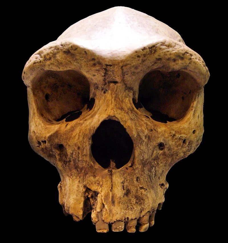 Broken Hill / Rhodesian Man (Zambia) - ~600,000 years old