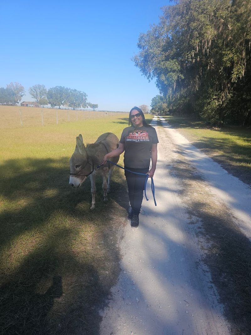 Trekking With Llamas and Miniature Horses