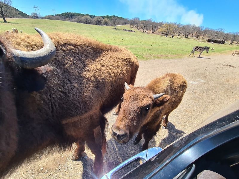 Road Conditions and Vehicle Tips: What to Know Before You Roll In