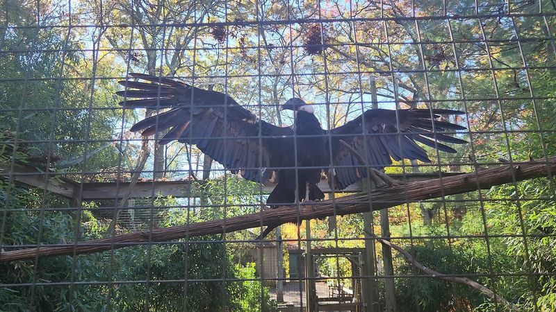 What to Know About Animal Availability