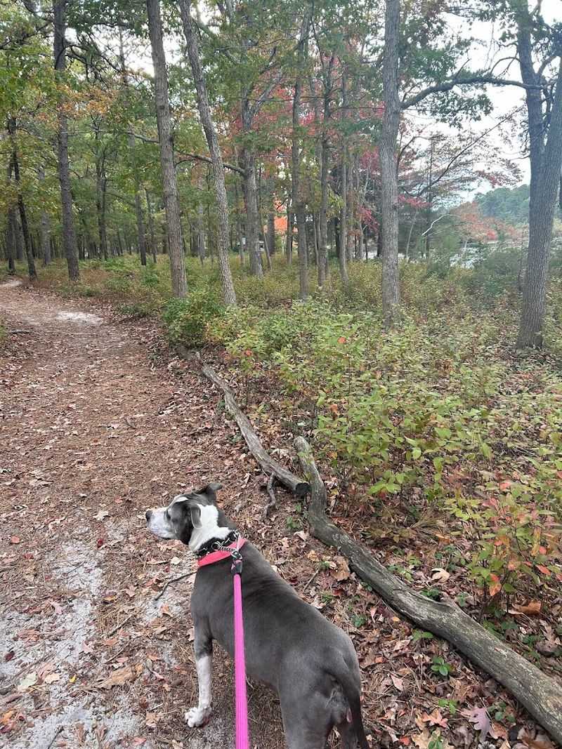 Dog-Friendly Trails That Actually Welcome Pets