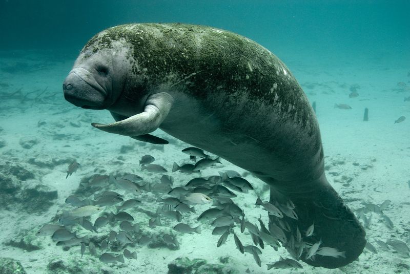 The Manatee's Place in Florida's Natural Identity