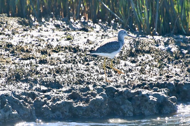 Why Cape May Birding by Boat Stands Apart