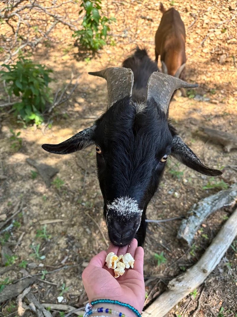 Feeding the Goats and Getting Up Close