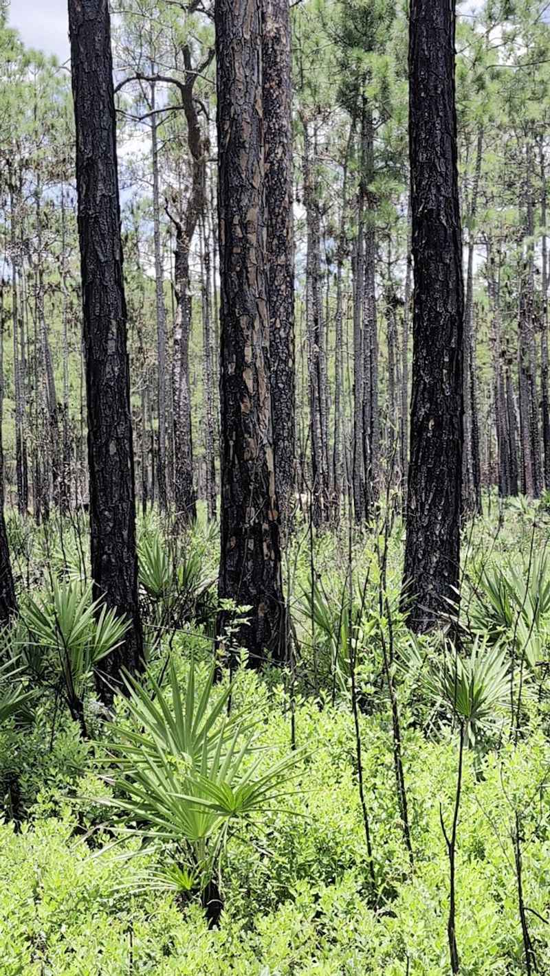 The Longleaf Pine Ecosystem