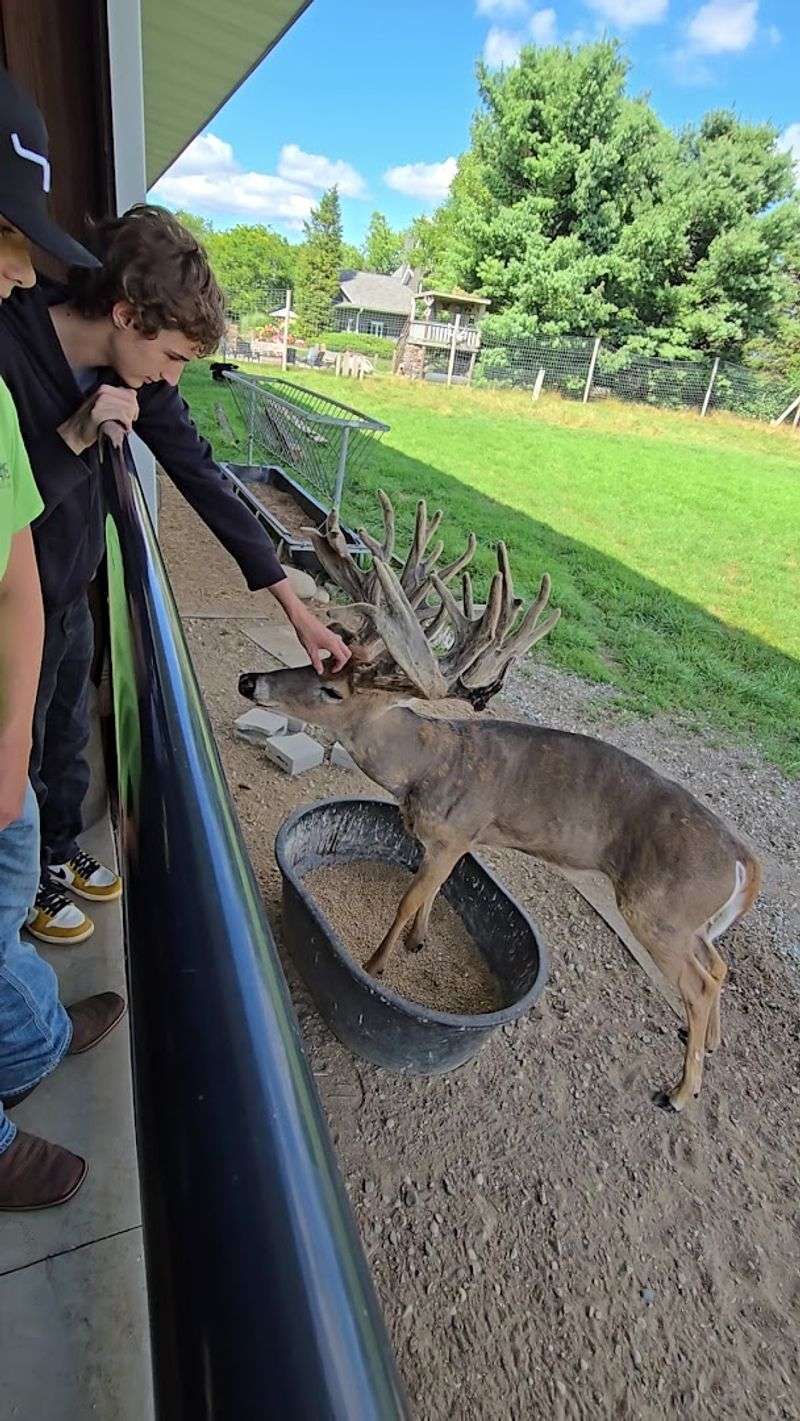 The Live Deer Experience