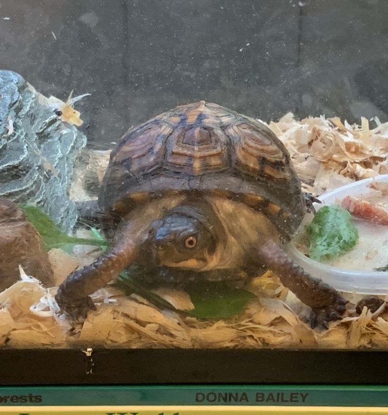 Live Animals That Steal the Show