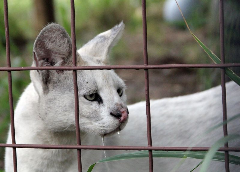 Keeping Certain Exotic Pets