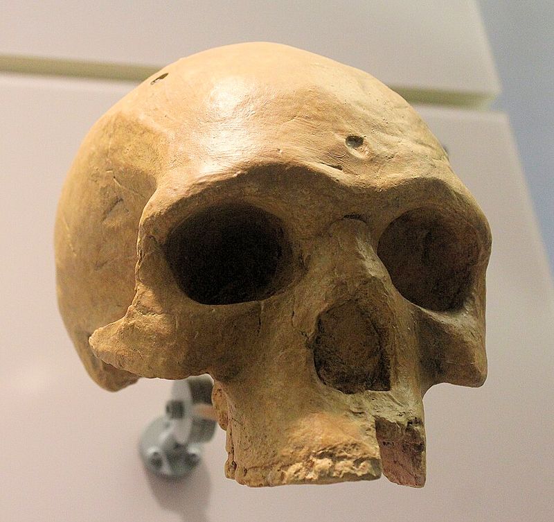 Florisbad Skull (South Africa) - ~260,000 years old