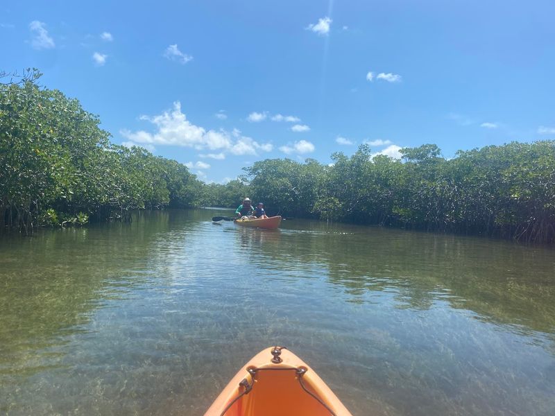 Kayaking Through the Mangroves