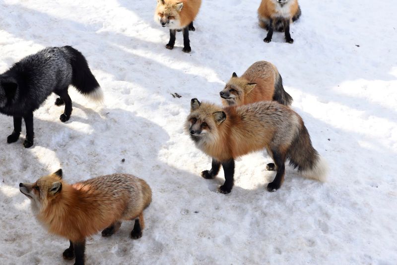 Zao Fox Village, Miyagi