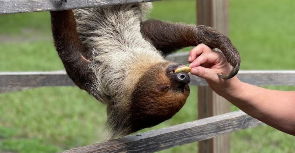 Just 1.5 Hours From Orlando, You Can Meet Real Sloths at This Animal Ranch