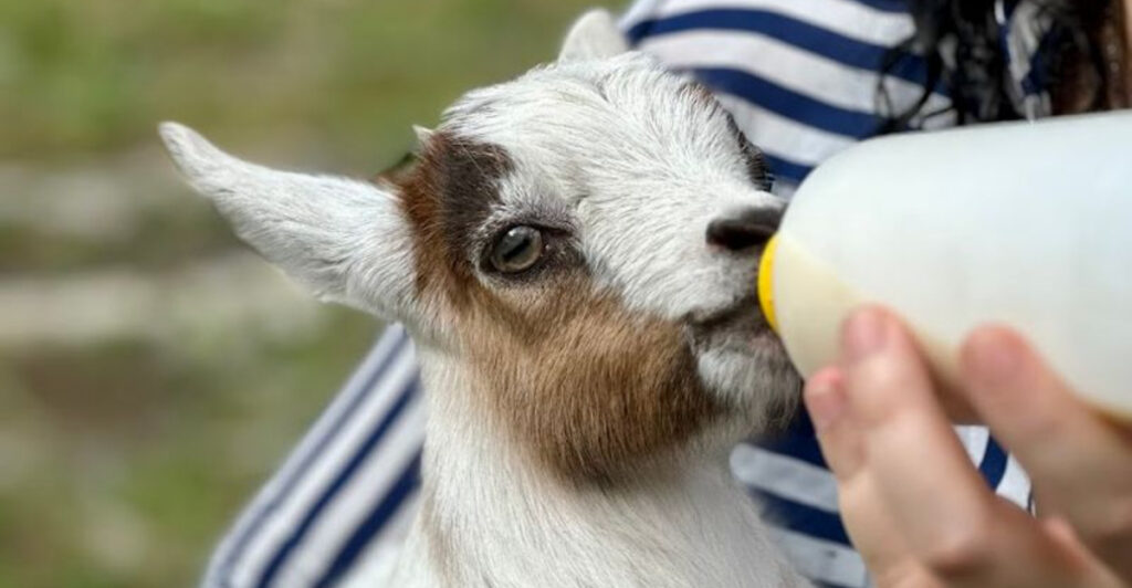 Just 40 Minutes From Orlando, You Can Bottle Feed Baby Goats at This Charming Farm