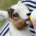 Just 40 Minutes From Orlando, You Can Bottle Feed Baby Goats at This Charming Farm