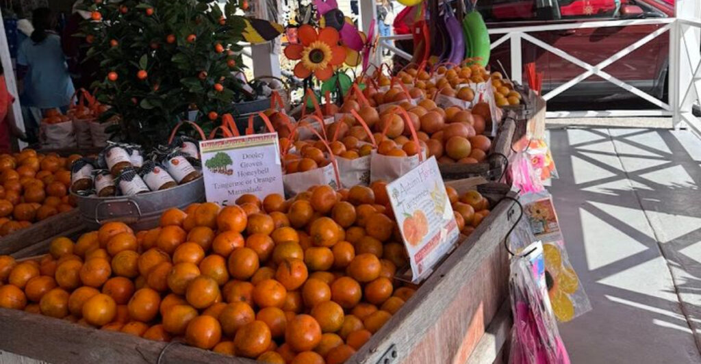 Just 40 Minutes From Tampa, You Can Pick Your Own Fresh Oranges