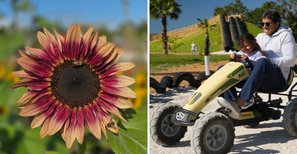 Just 40 Minutes From Tampa, You Can Wander a U-Pick Flower Farm