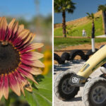 Just 40 Minutes From Tampa, You Can Wander a U-Pick Flower Farm