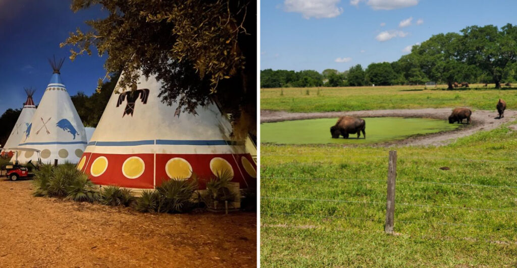 Just 90 Minutes From Orlando, You’ll Find a Ranch With a Massive Herd of Bison
