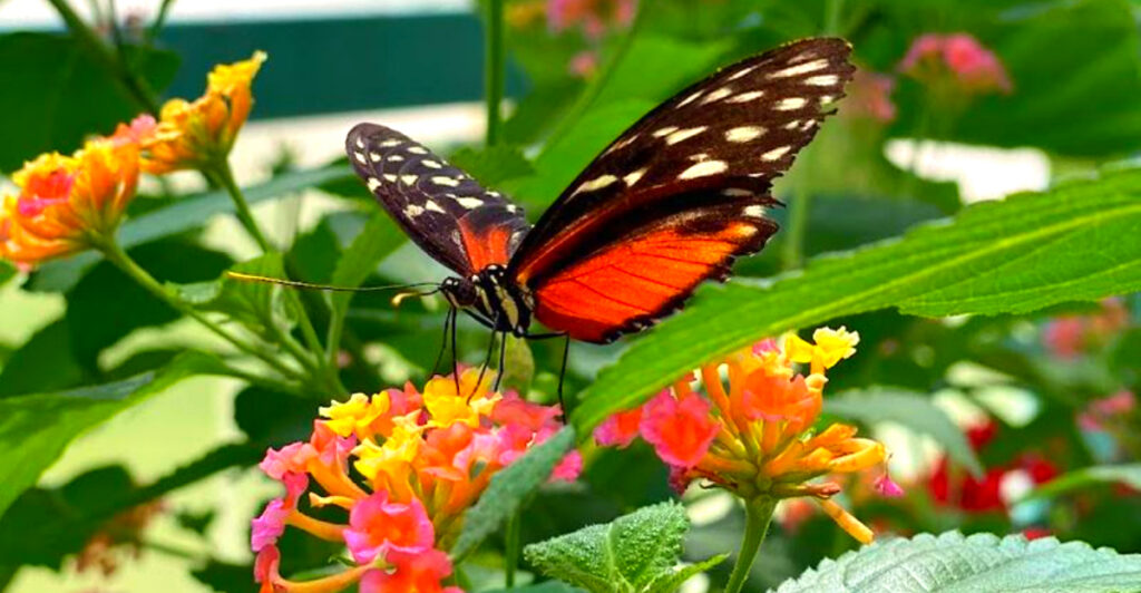 Just Outside Traverse City, This Magical Spot Lets You Walk Among Hundreds of Free-Flying Butterflies