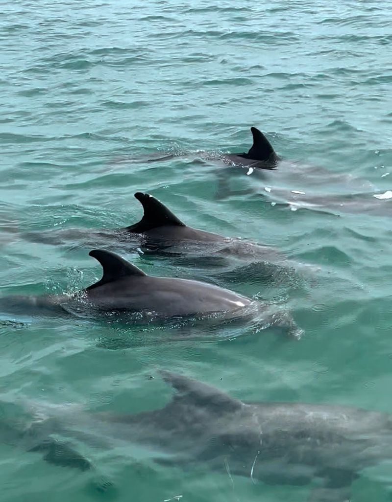 Dolphin Watching That Feels Like the Real Thing