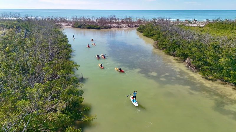 Wildlife on the Water: Dolphins, Manatees, and More