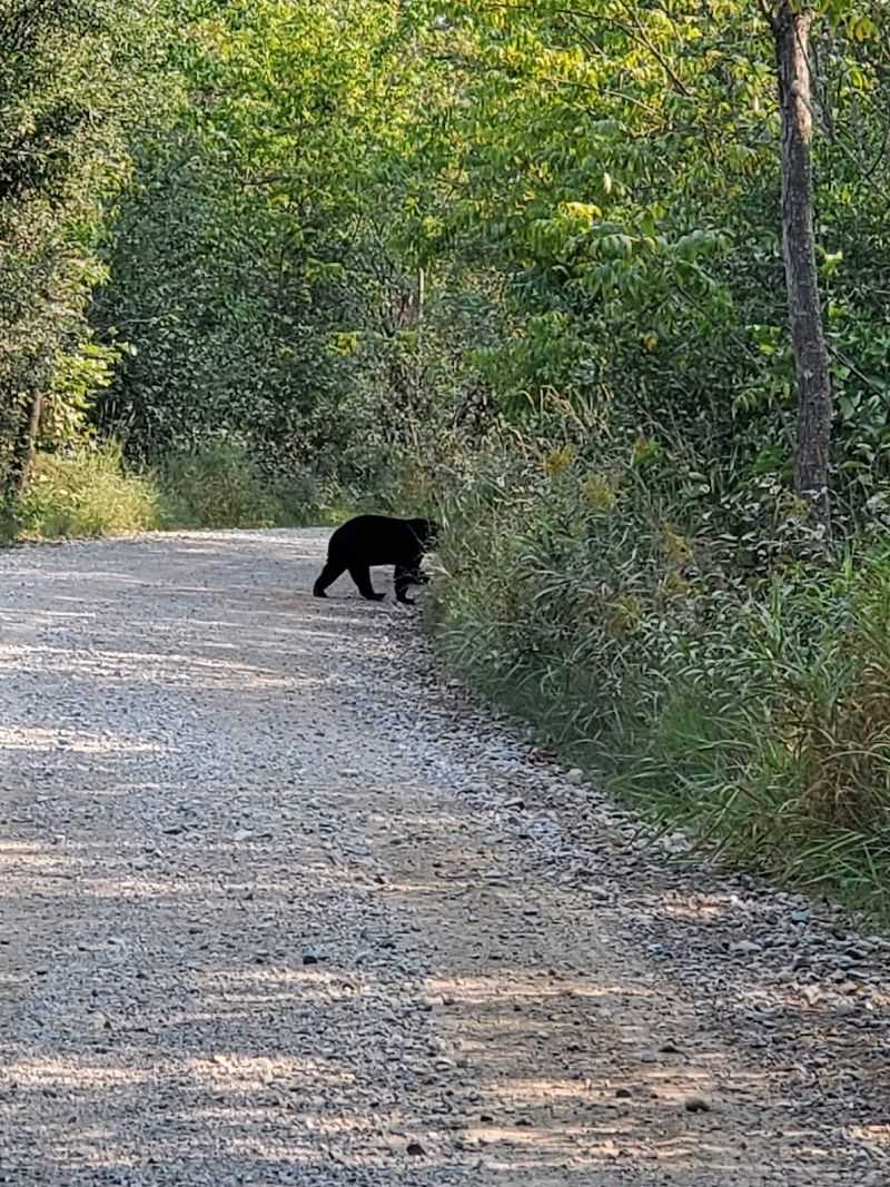 Wildlife Watching That Requires No Special Equipment
