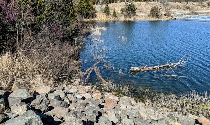 Wildlife Along the Shoreline