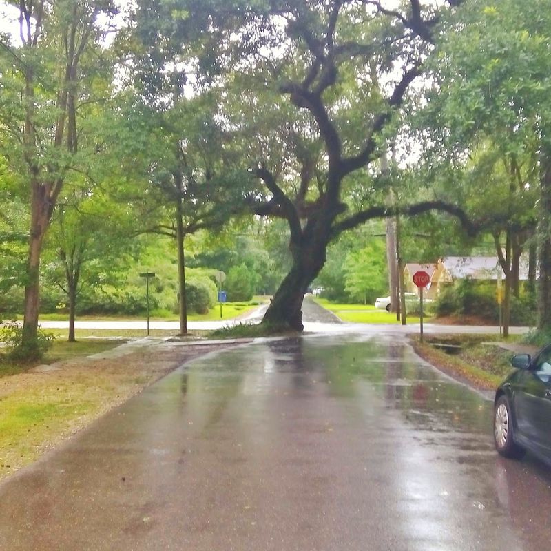 Louisiana - Covington