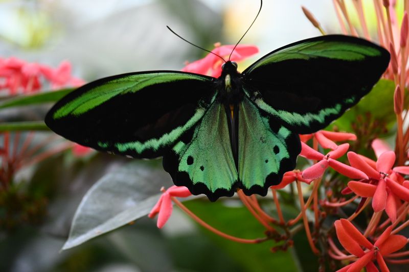 The Butterfly and Nature Conservatory