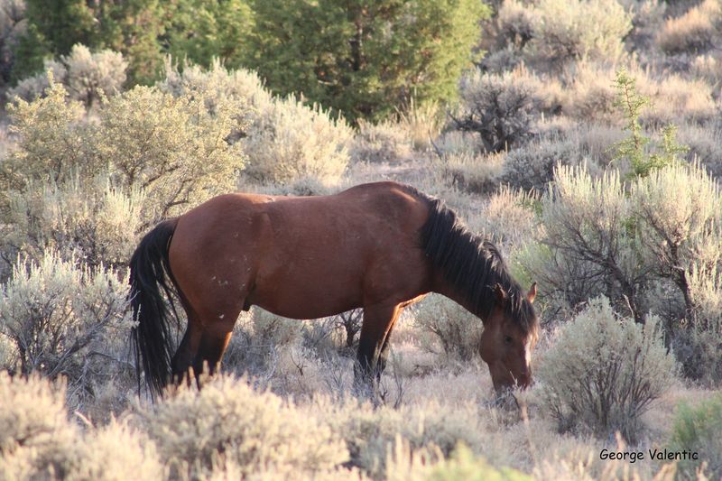 Pine Nut Mountains Herd Management Area (Nevada)