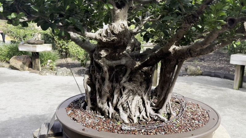 The Bonsai Collection: Small Trees With Big Impact