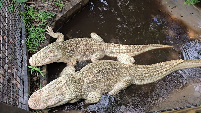 White Alligator