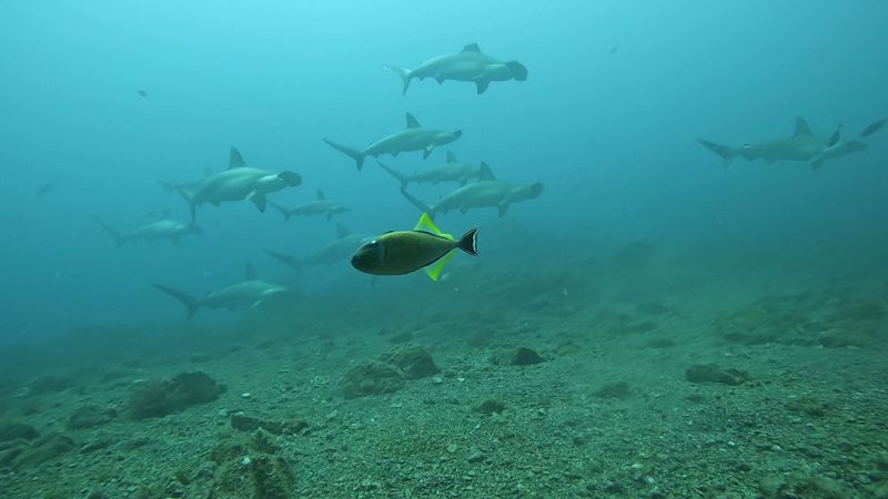 Socorro Islands — Mexico