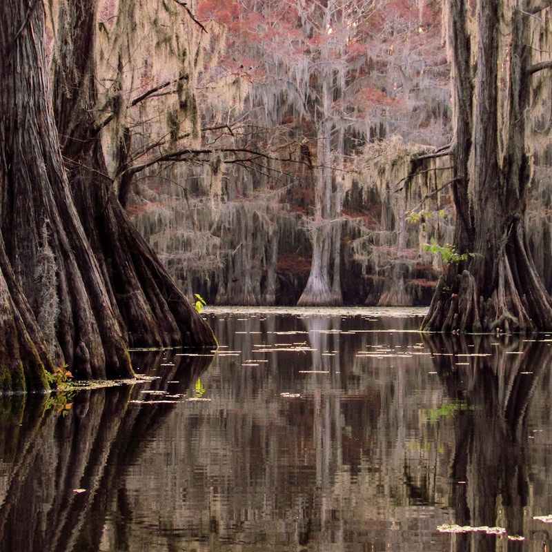 Caddo Lake, Texas-Louisiana