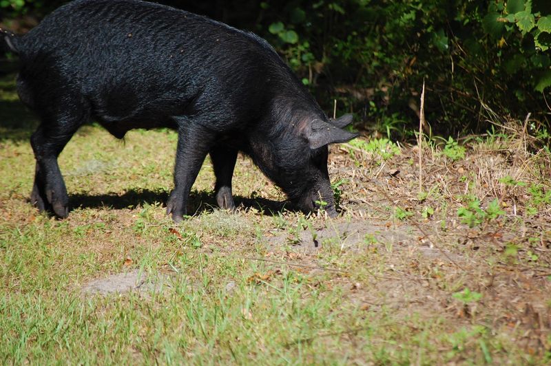 Wild Pigs, Hogs, and Respectful Distance