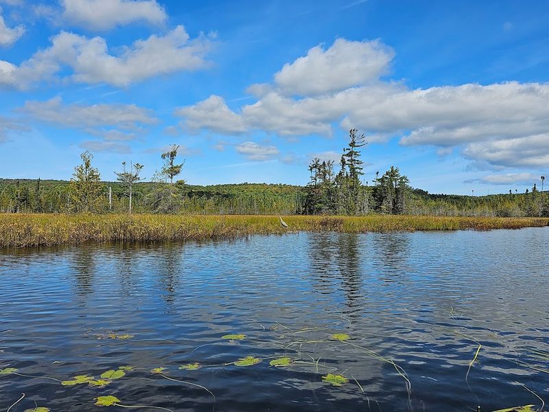 Wildlife You Can Expect to See