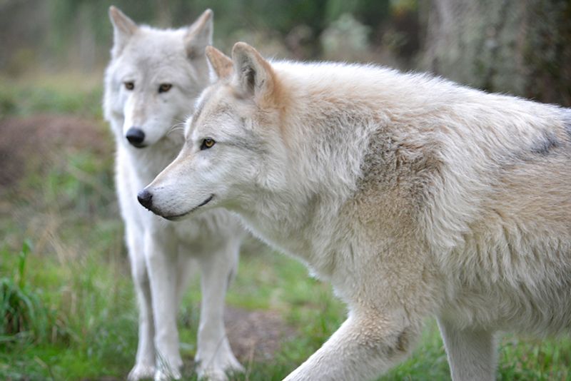 Wolf Haven International — Tenino, Washington