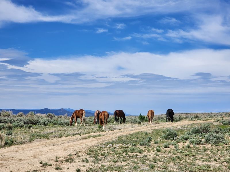 Sand Wash Basin Herd Management Area (Colorado)