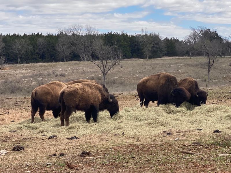 Wildlife You Might Spot Along the Way