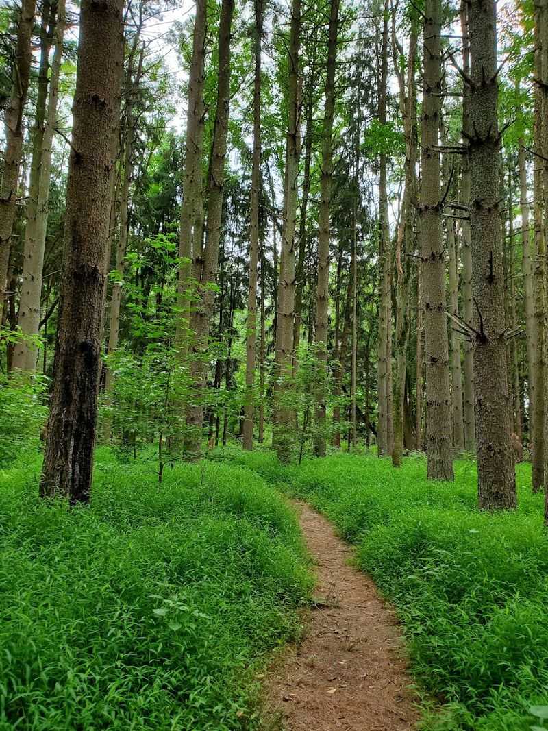 The Meadow and Pine Forest Sections