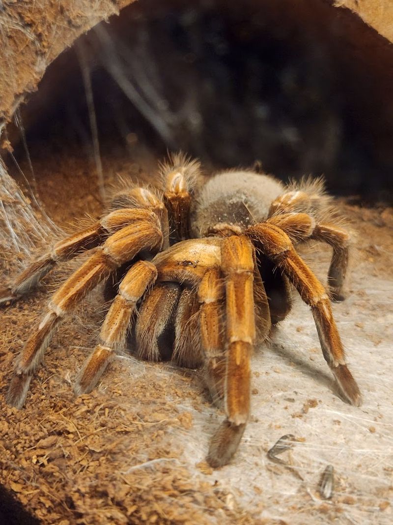 Tarantulas Galore and Then Some
