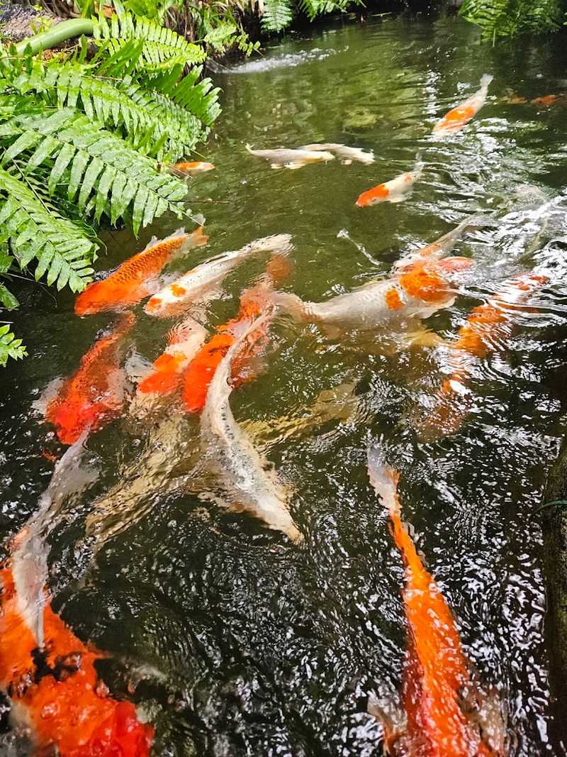 The Koi Fish at the Entrance