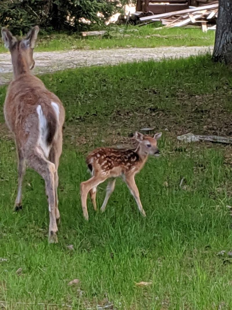 Wildlife and Nature: What Lives in and Around the Islands
