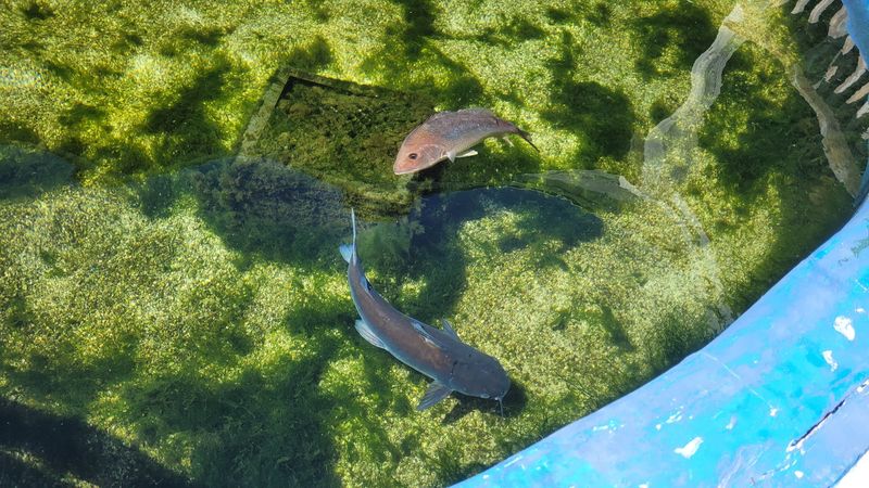 The CARE Center and Sea Turtle Rehabilitation Work