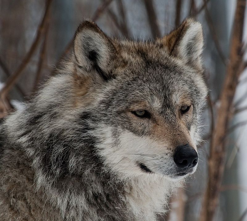 Mexican Gray Wolf