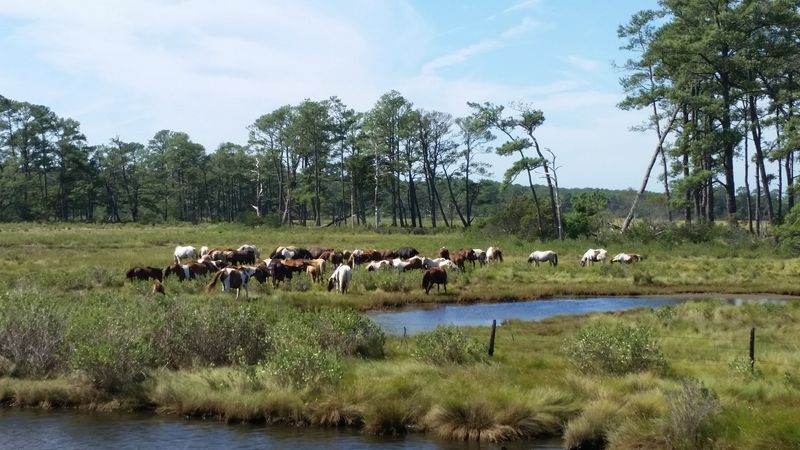 Chincoteague Island — Virginia