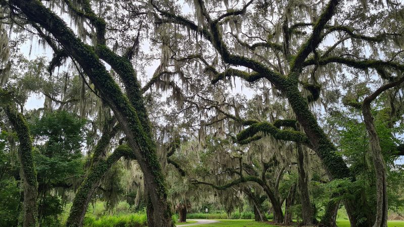 Shady Oaks and Spanish Moss