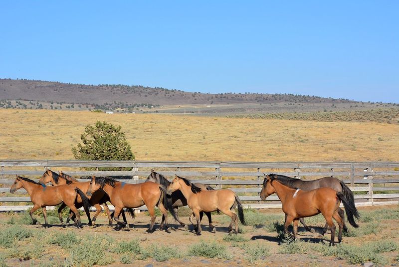 Kiger Herd Management Area (Oregon)